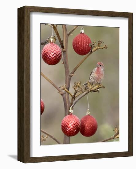 Arizona, Buckeye. Male House Finch Perched on Decorated Agave Stalk at Christmas Time-Jaynes Gallery-Framed Photographic Print