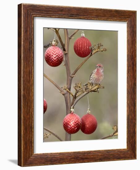 Arizona, Buckeye. Male House Finch Perched on Decorated Agave Stalk at Christmas Time-Jaynes Gallery-Framed Photographic Print