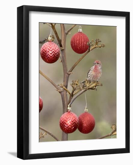 Arizona, Buckeye. Male House Finch Perched on Decorated Agave Stalk at Christmas Time-Jaynes Gallery-Framed Photographic Print