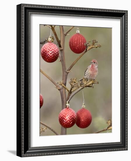 Arizona, Buckeye. Male House Finch Perched on Decorated Agave Stalk at Christmas Time-Jaynes Gallery-Framed Photographic Print