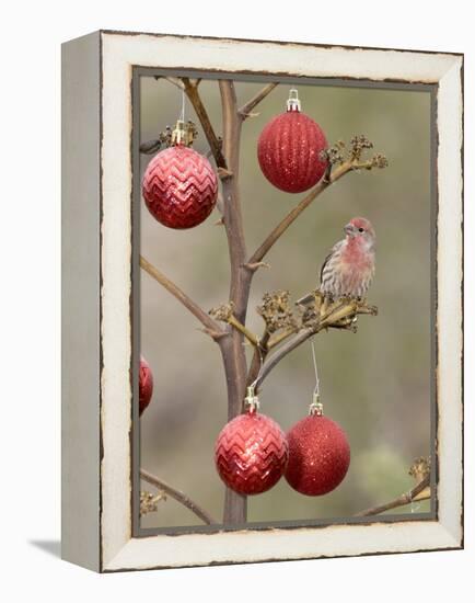 Arizona, Buckeye. Male House Finch Perched on Decorated Agave Stalk at Christmas Time-Jaynes Gallery-Framed Premier Image Canvas