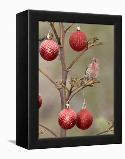 Arizona, Buckeye. Male House Finch Perched on Decorated Agave Stalk at Christmas Time-Jaynes Gallery-Framed Premier Image Canvas