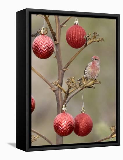 Arizona, Buckeye. Male House Finch Perched on Decorated Agave Stalk at Christmas Time-Jaynes Gallery-Framed Premier Image Canvas