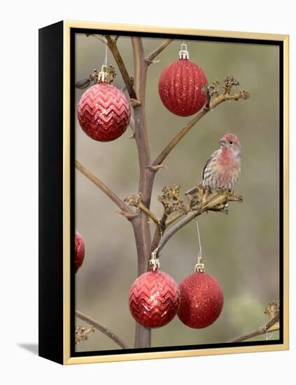 Arizona, Buckeye. Male House Finch Perched on Decorated Agave Stalk at Christmas Time-Jaynes Gallery-Framed Premier Image Canvas