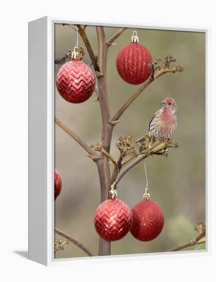 Arizona, Buckeye. Male House Finch Perched on Decorated Agave Stalk at Christmas Time-Jaynes Gallery-Framed Premier Image Canvas