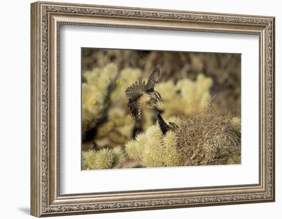 Arizona, Buckeye. Two Cactus Wrens Flying into their Nest-Jaynes Gallery-Framed Photographic Print