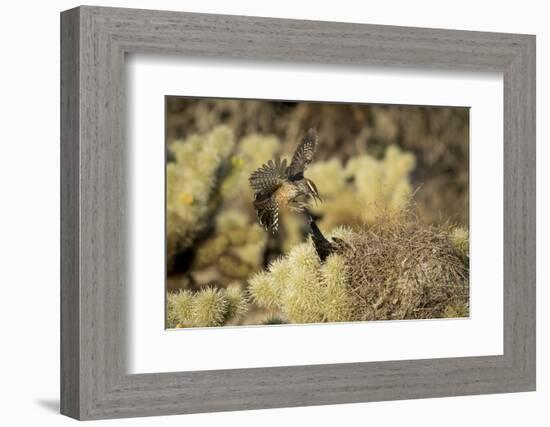 Arizona, Buckeye. Two Cactus Wrens Flying into their Nest-Jaynes Gallery-Framed Photographic Print