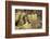 Arizona, Buckeye. Two Cactus Wrens Flying into their Nest-Jaynes Gallery-Framed Photographic Print