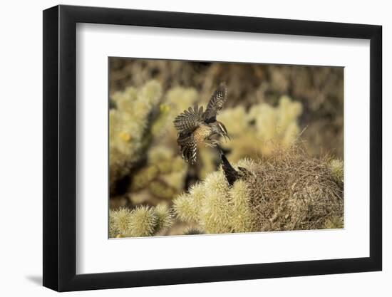 Arizona, Buckeye. Two Cactus Wrens Flying into their Nest-Jaynes Gallery-Framed Photographic Print