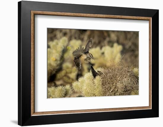 Arizona, Buckeye. Two Cactus Wrens Flying into their Nest-Jaynes Gallery-Framed Photographic Print