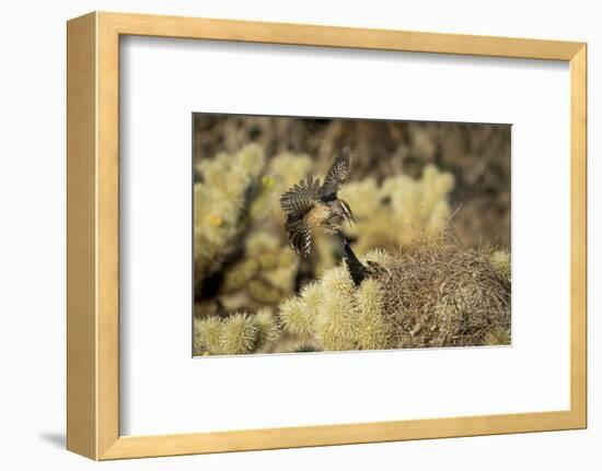 Arizona, Buckeye. Two Cactus Wrens Flying into their Nest-Jaynes Gallery-Framed Photographic Print