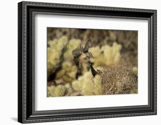 Arizona, Buckeye. Two Cactus Wrens Flying into their Nest-Jaynes Gallery-Framed Photographic Print