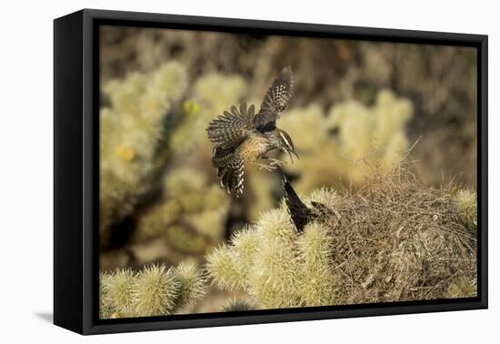 Arizona, Buckeye. Two Cactus Wrens Flying into their Nest-Jaynes Gallery-Framed Premier Image Canvas