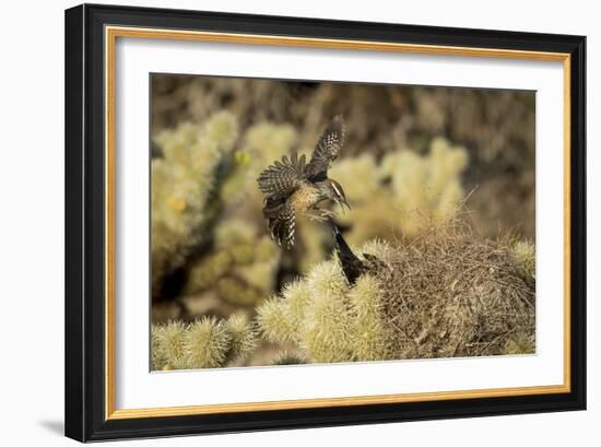 Arizona, Buckeye. Two Cactus Wrens Flying into their Nest-Jaynes Gallery-Framed Photographic Print