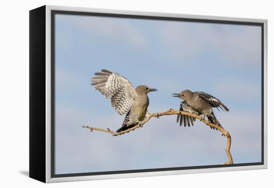 Arizona, Buckeye. Two Gila Woodpeckers Interact on Dead Branch-Jaynes Gallery-Framed Premier Image Canvas