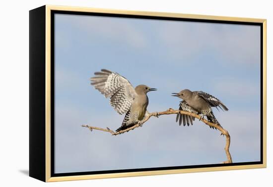 Arizona, Buckeye. Two Gila Woodpeckers Interact on Dead Branch-Jaynes Gallery-Framed Premier Image Canvas