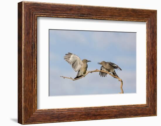 Arizona, Buckeye. Two Gila Woodpeckers Interact on Dead Branch-Jaynes Gallery-Framed Photographic Print