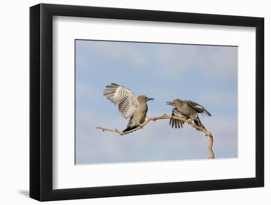 Arizona, Buckeye. Two Gila Woodpeckers Interact on Dead Branch-Jaynes Gallery-Framed Photographic Print