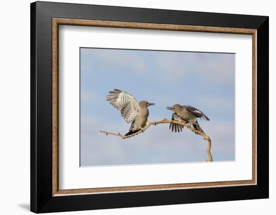 Arizona, Buckeye. Two Gila Woodpeckers Interact on Dead Branch-Jaynes Gallery-Framed Photographic Print
