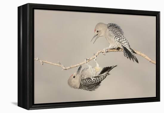 Arizona, Buckeye. Two Male Gila Woodpeckers Interact on Dead Branch-Jaynes Gallery-Framed Premier Image Canvas