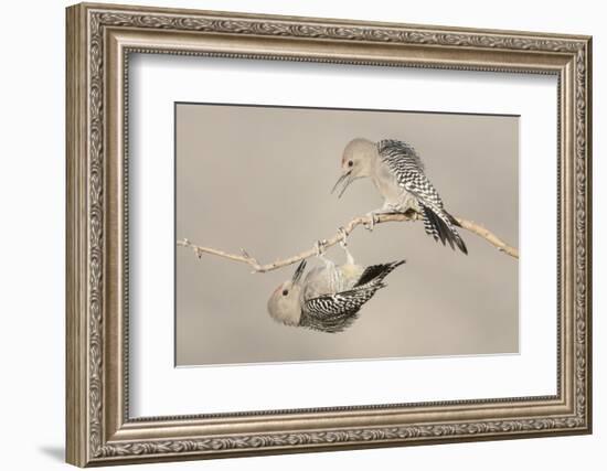 Arizona, Buckeye. Two Male Gila Woodpeckers Interact on Dead Branch-Jaynes Gallery-Framed Photographic Print