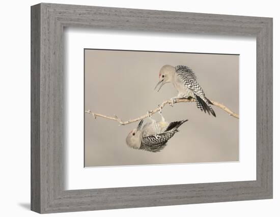 Arizona, Buckeye. Two Male Gila Woodpeckers Interact on Dead Branch-Jaynes Gallery-Framed Photographic Print