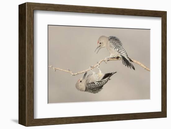 Arizona, Buckeye. Two Male Gila Woodpeckers Interact on Dead Branch-Jaynes Gallery-Framed Photographic Print