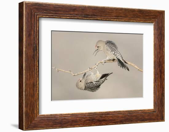 Arizona, Buckeye. Two Male Gila Woodpeckers Interact on Dead Branch-Jaynes Gallery-Framed Photographic Print