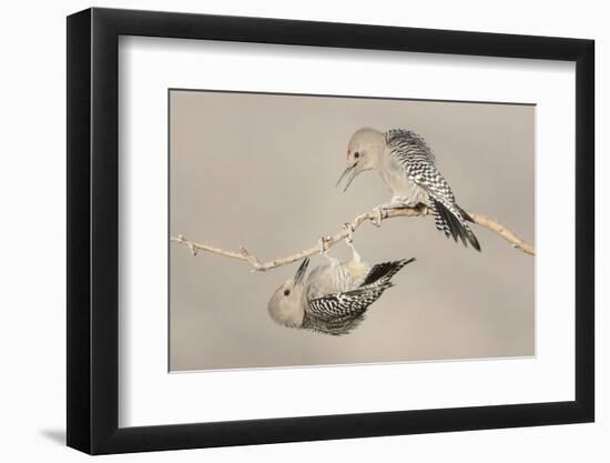 Arizona, Buckeye. Two Male Gila Woodpeckers Interact on Dead Branch-Jaynes Gallery-Framed Photographic Print