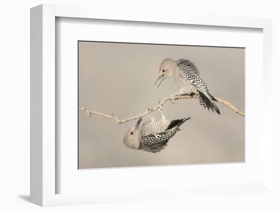 Arizona, Buckeye. Two Male Gila Woodpeckers Interact on Dead Branch-Jaynes Gallery-Framed Photographic Print
