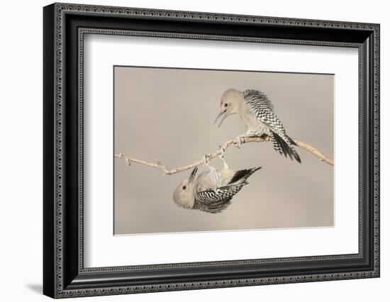 Arizona, Buckeye. Two Male Gila Woodpeckers Interact on Dead Branch-Jaynes Gallery-Framed Photographic Print