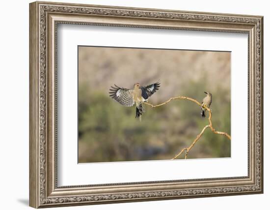 Arizona, Buckeye. Two Male Gila Woodpeckers on Dead Branch-Jaynes Gallery-Framed Photographic Print