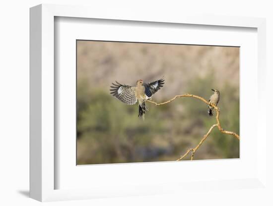 Arizona, Buckeye. Two Male Gila Woodpeckers on Dead Branch-Jaynes Gallery-Framed Photographic Print