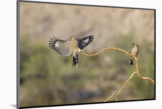 Arizona, Buckeye. Two Male Gila Woodpeckers on Dead Branch-Jaynes Gallery-Mounted Photographic Print