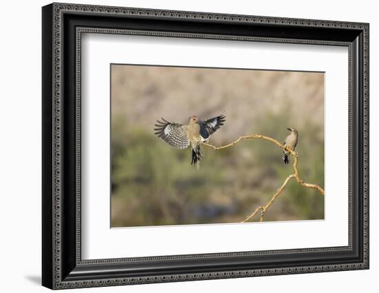 Arizona, Buckeye. Two Male Gila Woodpeckers on Dead Branch-Jaynes Gallery-Framed Photographic Print