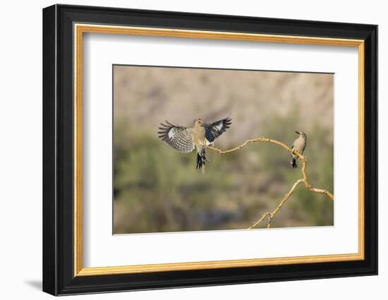 Arizona, Buckeye. Two Male Gila Woodpeckers on Dead Branch-Jaynes Gallery-Framed Photographic Print