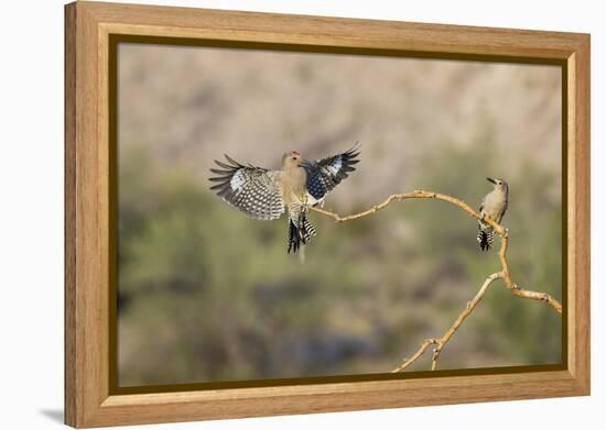 Arizona, Buckeye. Two Male Gila Woodpeckers on Dead Branch-Jaynes Gallery-Framed Premier Image Canvas