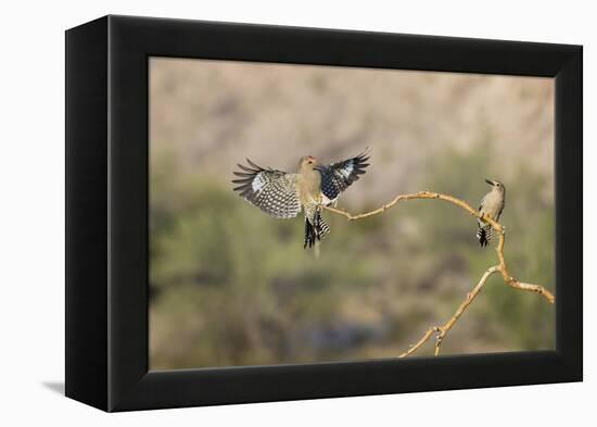 Arizona, Buckeye. Two Male Gila Woodpeckers on Dead Branch-Jaynes Gallery-Framed Premier Image Canvas