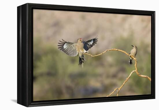 Arizona, Buckeye. Two Male Gila Woodpeckers on Dead Branch-Jaynes Gallery-Framed Premier Image Canvas