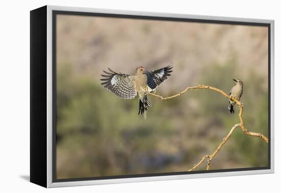 Arizona, Buckeye. Two Male Gila Woodpeckers on Dead Branch-Jaynes Gallery-Framed Premier Image Canvas