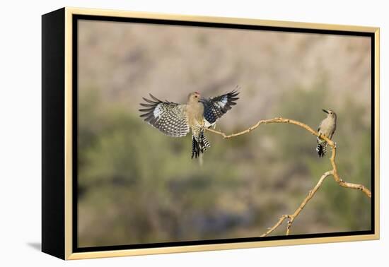 Arizona, Buckeye. Two Male Gila Woodpeckers on Dead Branch-Jaynes Gallery-Framed Premier Image Canvas