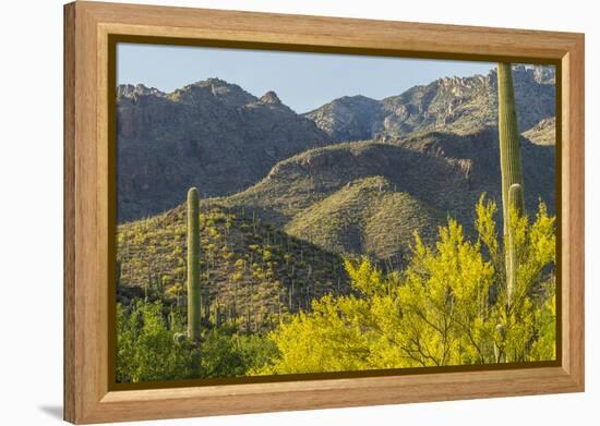 Arizona, Coronado NF. Saguaro Cactus and Blooming Palo Verde Trees-Cathy & Gordon Illg-Framed Premier Image Canvas