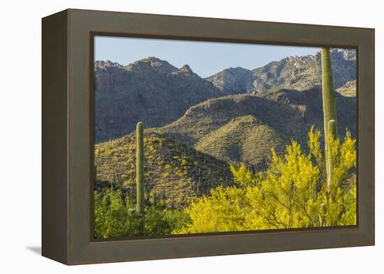 Arizona, Coronado NF. Saguaro Cactus and Blooming Palo Verde Trees-Cathy & Gordon Illg-Framed Premier Image Canvas