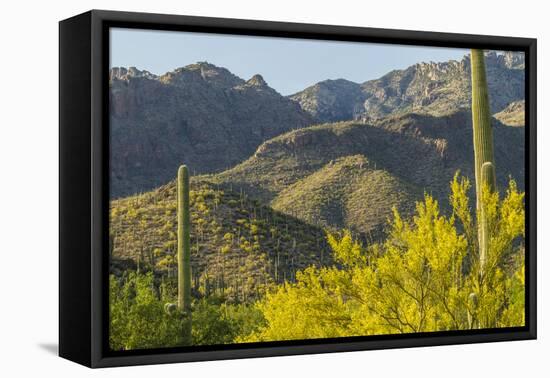 Arizona, Coronado NF. Saguaro Cactus and Blooming Palo Verde Trees-Cathy & Gordon Illg-Framed Premier Image Canvas