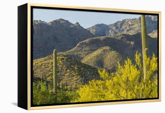 Arizona, Coronado NF. Saguaro Cactus and Blooming Palo Verde Trees-Cathy & Gordon Illg-Framed Premier Image Canvas