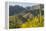 Arizona, Coronado NF. Saguaro Cactus and Blooming Palo Verde Trees-Cathy & Gordon Illg-Framed Premier Image Canvas