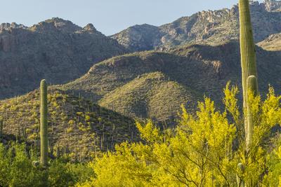 Arizona Coronado Nf Saguaro Cactus And Blooming Palo Verde Trees