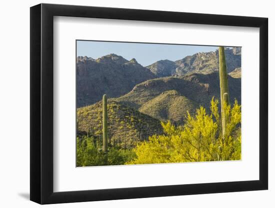 Arizona, Coronado NF. Saguaro Cactus and Blooming Palo Verde Trees-Cathy & Gordon Illg-Framed Photographic Print