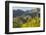 Arizona, Coronado NF. Saguaro Cactus and Blooming Palo Verde Trees-Cathy & Gordon Illg-Framed Photographic Print