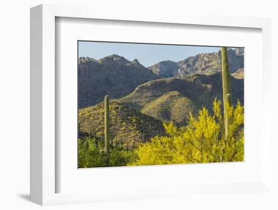 Arizona, Coronado NF. Saguaro Cactus and Blooming Palo Verde Trees-Cathy & Gordon Illg-Framed Photographic Print